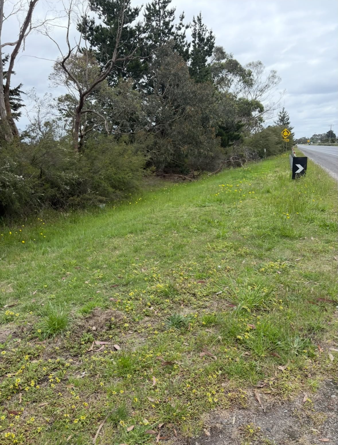 Roadside Verge Clean-Up, before